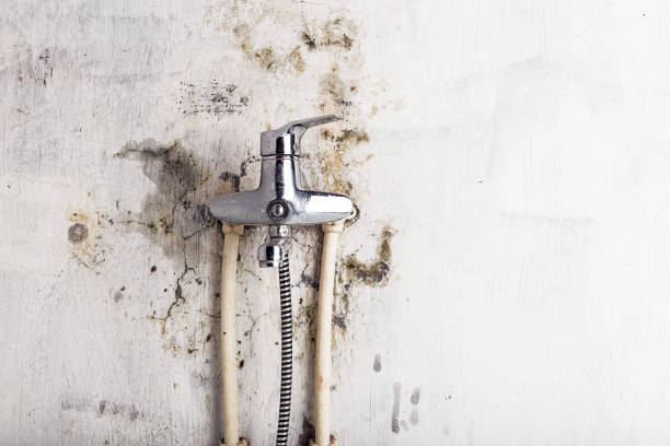 Best Localized Mold Remediation (e.g., coastal areas, humid climates) in Stlman Valley, IL