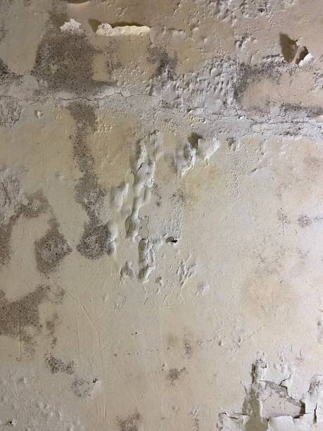 Best Black Mold Remediation in Stlman Valley, IL