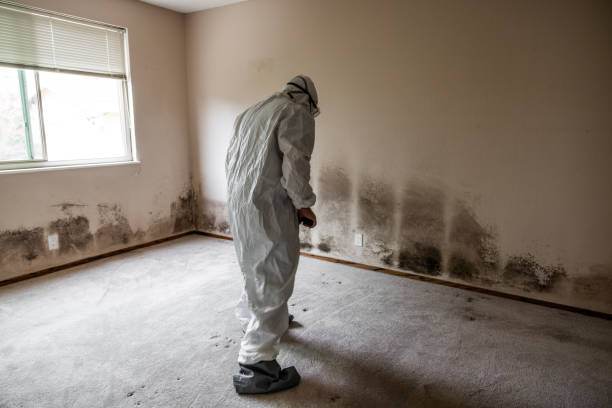 Best Commercial Mold Remediation in Stlman Valley, IL
