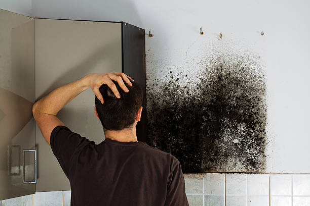 Best Bathroom Mold Remediation in Stlman Valley, IL