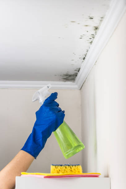 Best Emergency Mold Remediation in Stlman Valley, IL