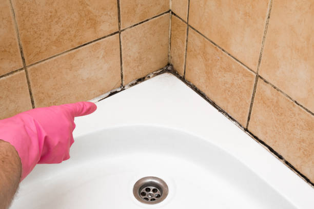 Best DIY Mold Remediation Support Services in Stlman Valley, IL
